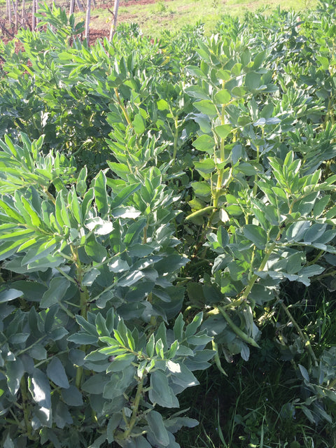 Kulturelles Erbe Apuliens