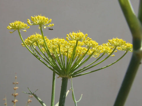 Junge, wilde Fenchelblütenstände - im Salento Caroselle genannt